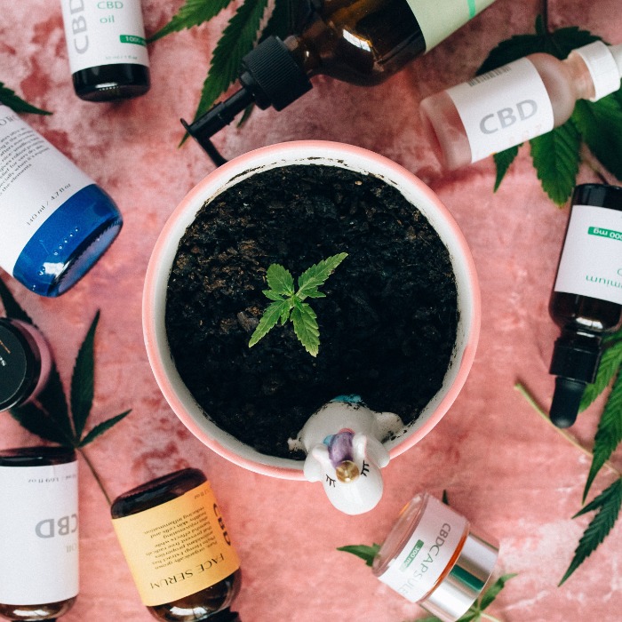 Le cannabis médicinal à la rescousse Le cannabis médicinal à la rescousse